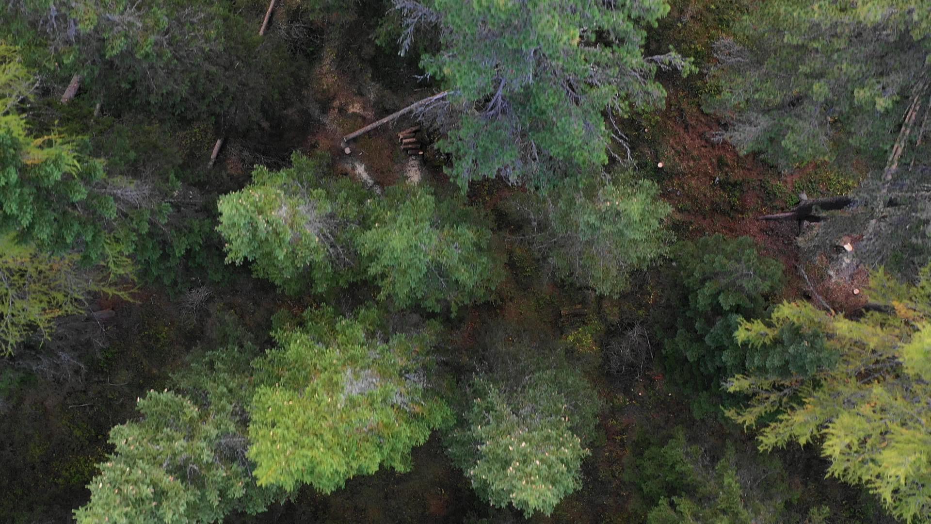切割森林的空中无人机视图视频的预览图