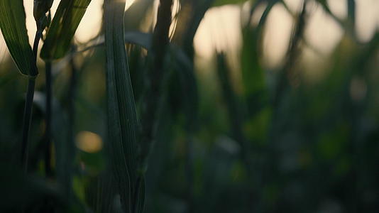 小麦在夕阳下留下未成熟的小穗视频的预览图