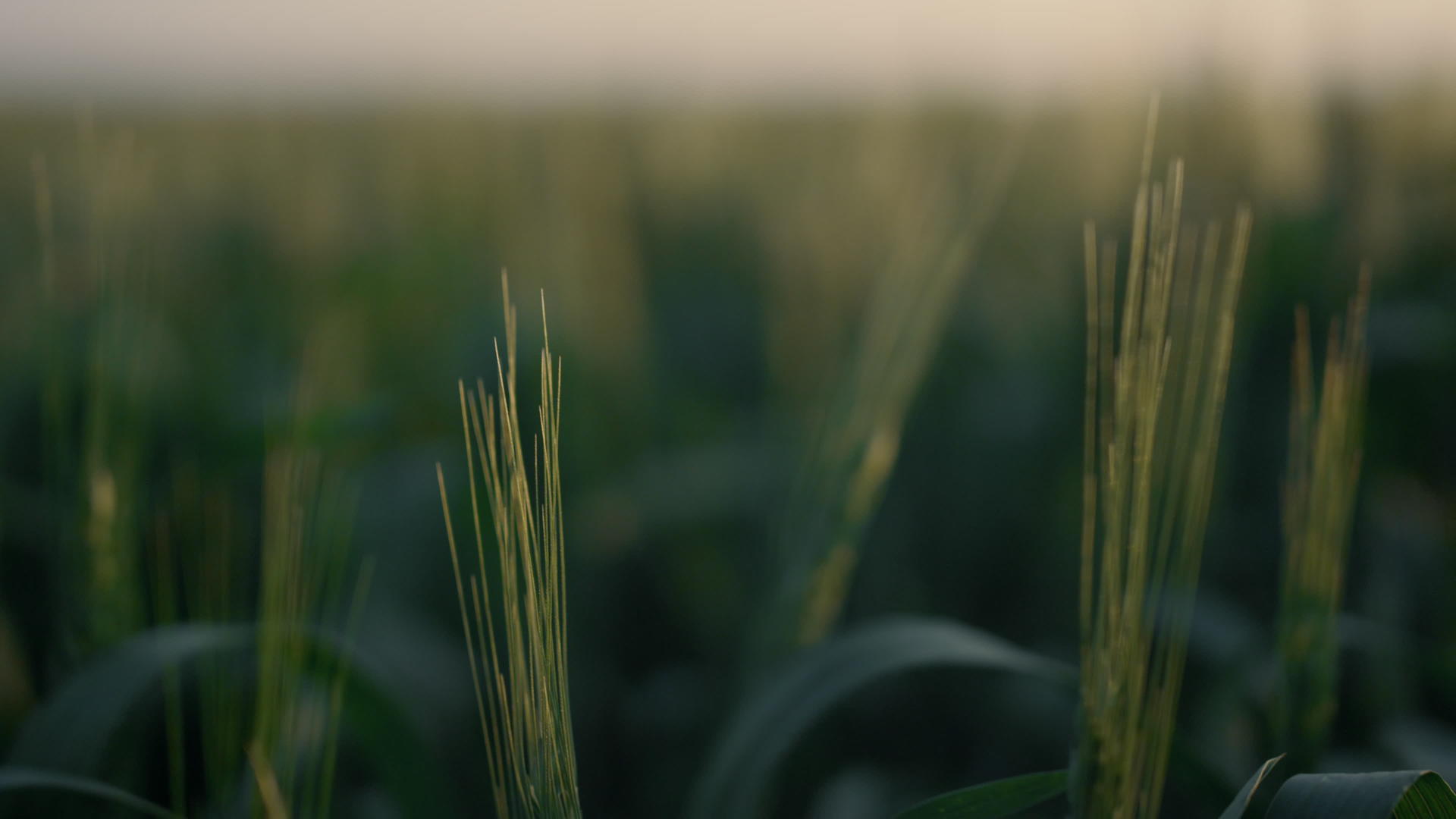 田野绿麦穗状花序在日出视频的预览图