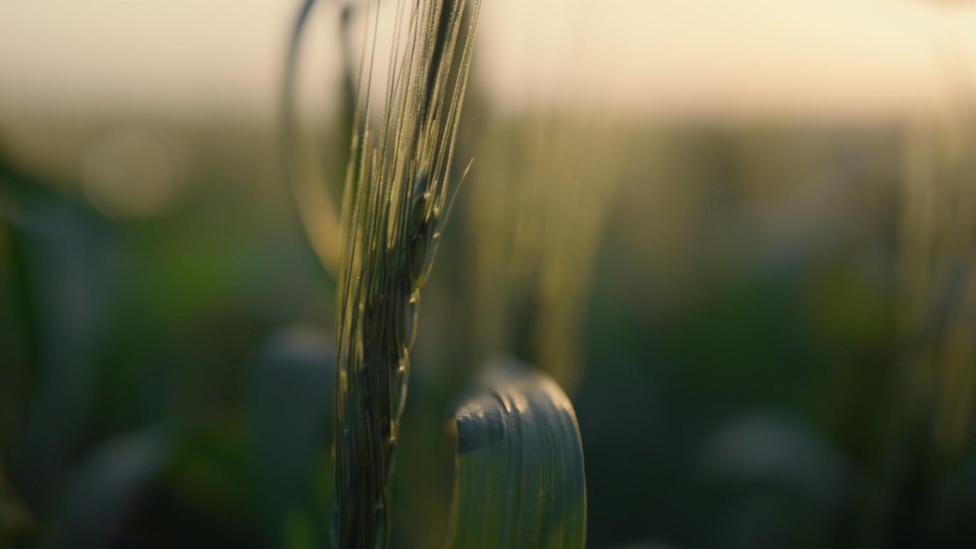 成熟的小穗在日落时生长视频的预览图