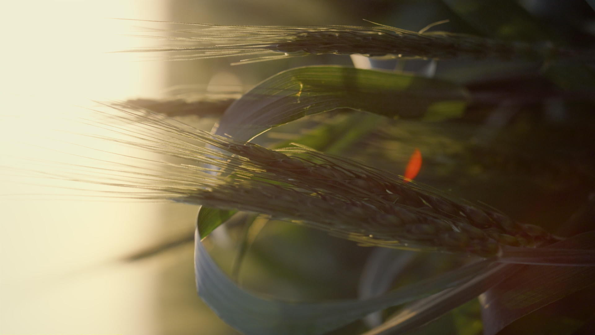 早晨阳光特写的绿麦小穗视频的预览图