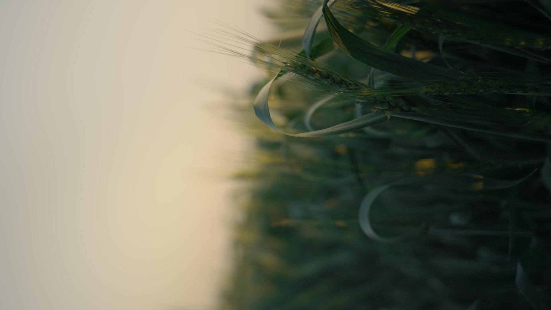 日出时垂直视图绿地和未成熟的小麦穗视频的预览图