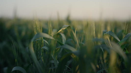 小麦小穗绿色生长特写视频的预览图