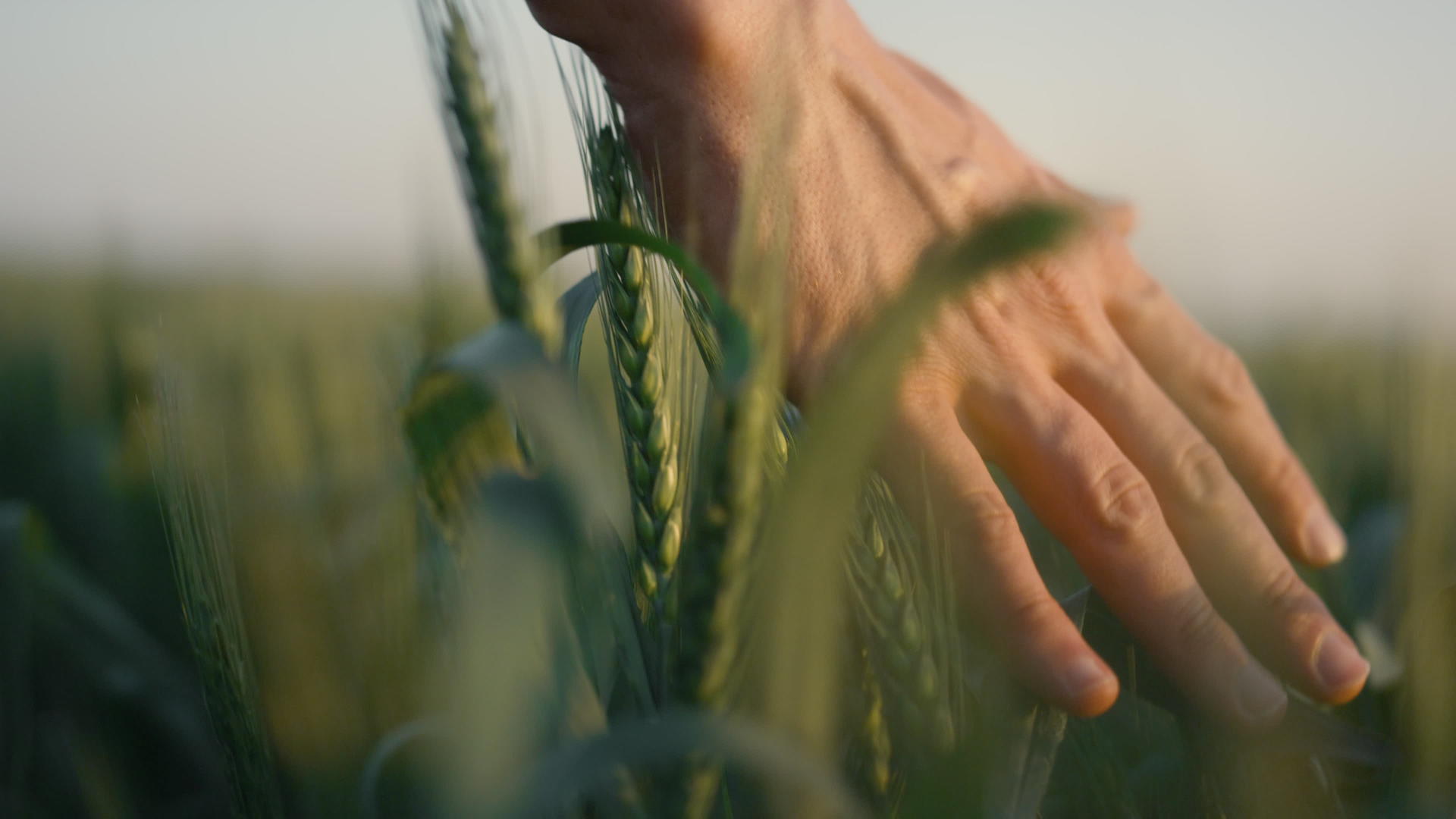 工人们用手触摸小麦耳朵特写视频的预览图