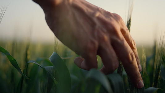 农夫用手触摸小麦穗视频的预览图