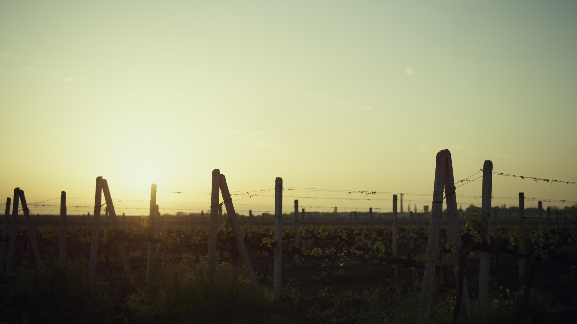 美丽的日落葡萄种植园夏季美丽视频的预览图
