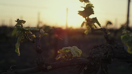日落特写镜头中葡萄树的幼枝生长视频的预览图