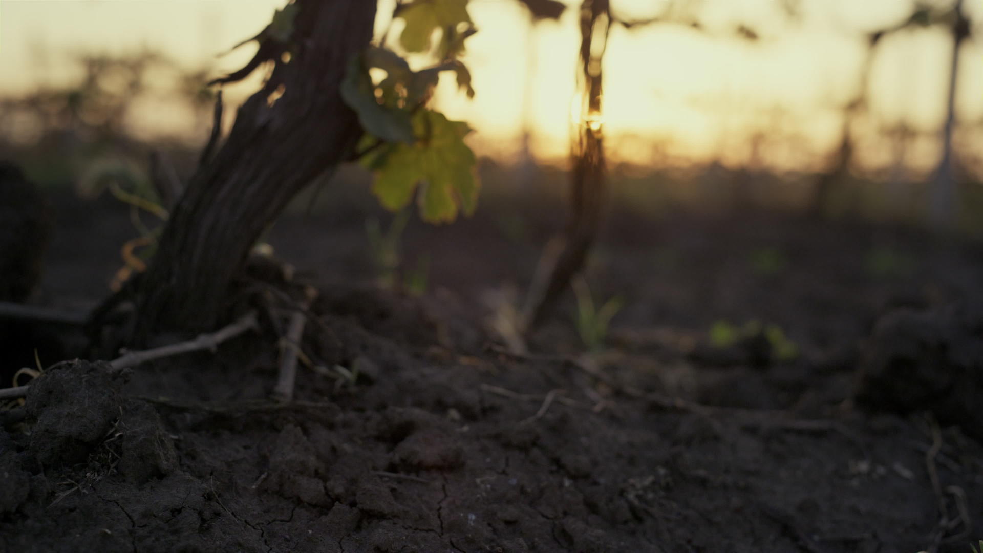 葡萄藤在日落时生长的干燥土壤视频的预览图