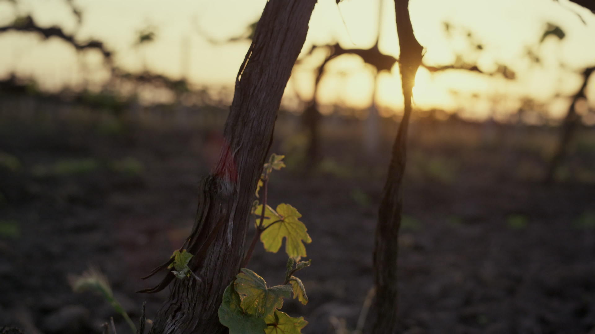 干燥的树干葡萄树在日出视频的预览图