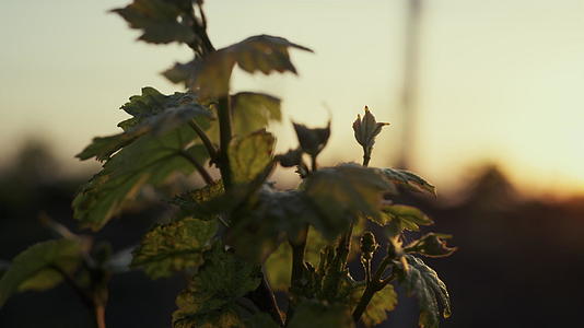 日落时期种植葡萄农田视频的预览图