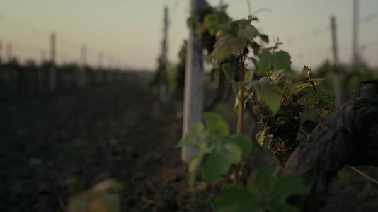 晚上葡萄在排藤种植园种植视频的预览图