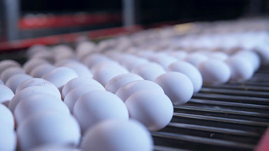 鸡蛋生产线视频的预览图
