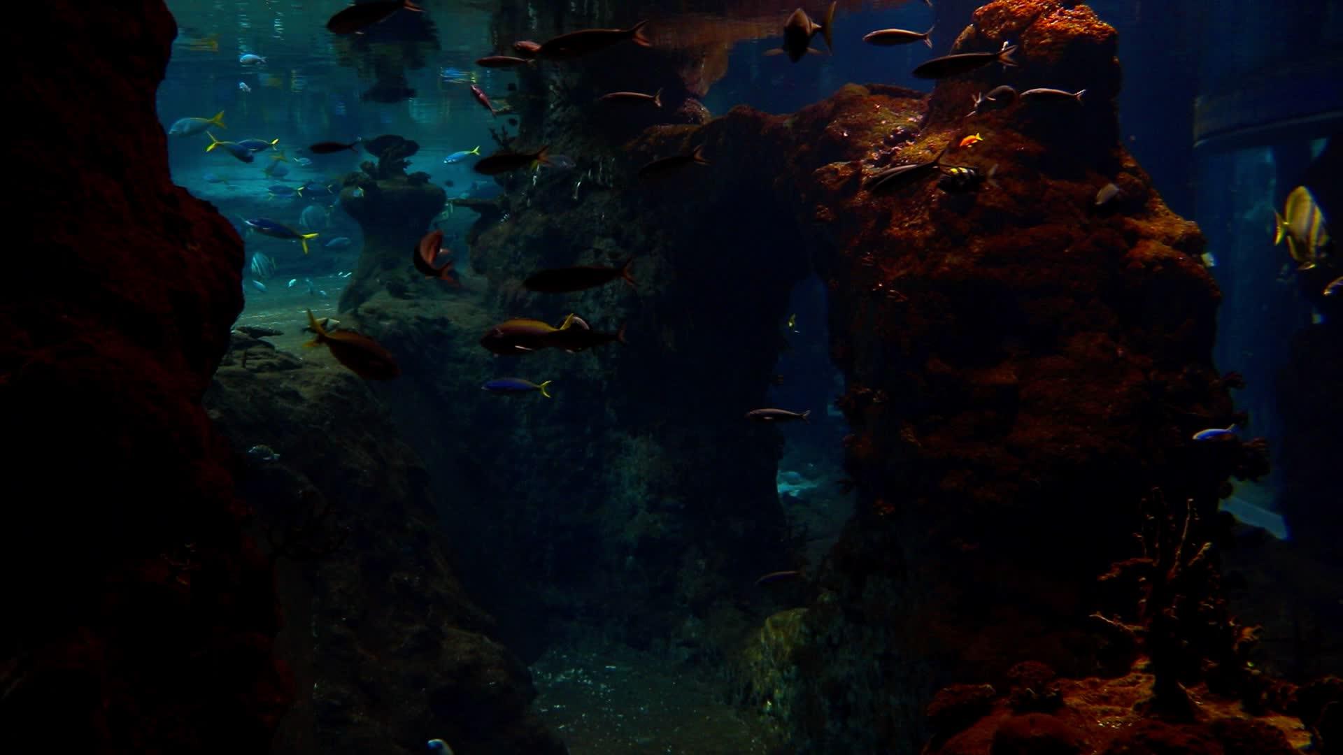 各种鱼在大型水族馆里慢慢地游动视频的预览图