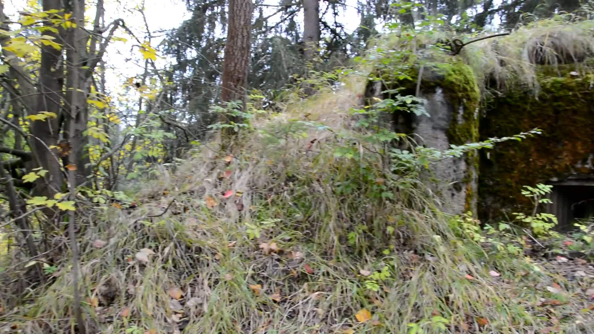 森林里的掩体视频的预览图