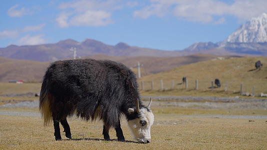 春天草原牦牛畜牧业雪山治愈4k视频的预览图