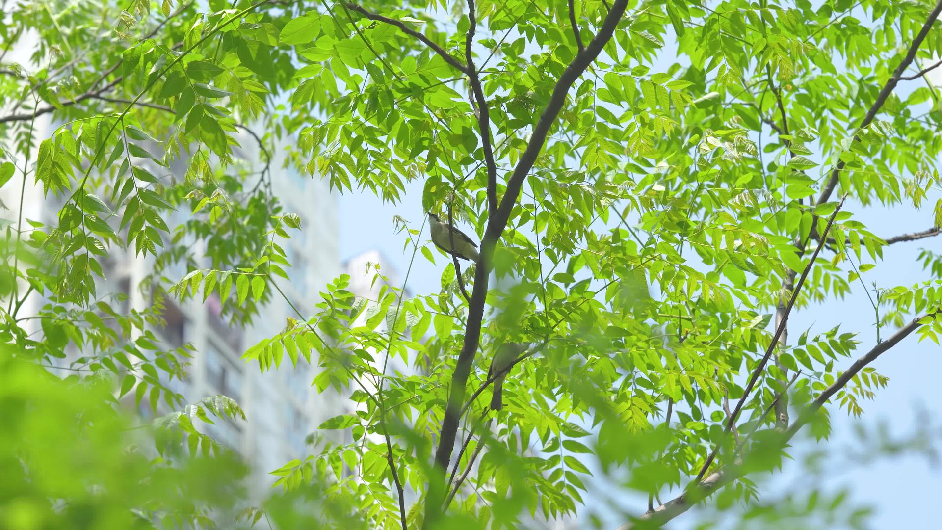 4k树枝上的鸟儿空镜头视频的预览图
