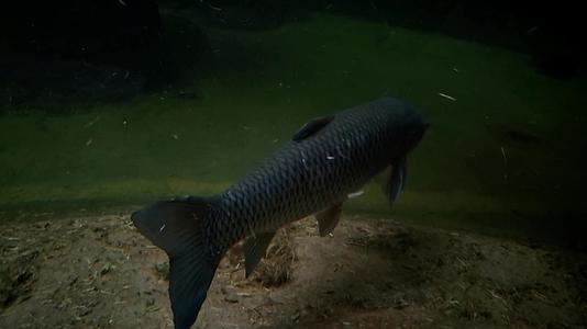大鱼在暗水中游动的尾巴视频的预览图