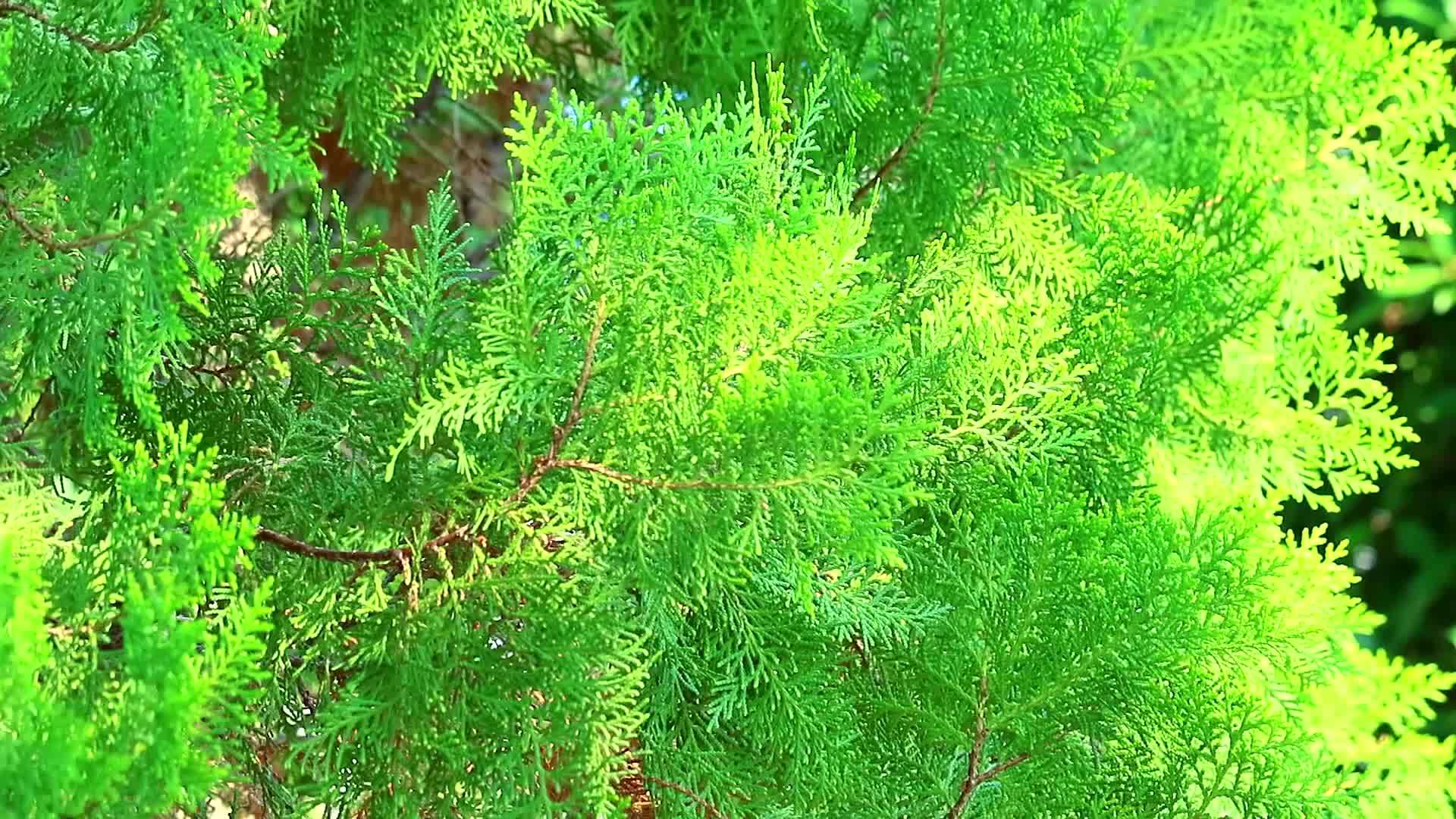 花园里的绿叶在花园里摇曳视频的预览图