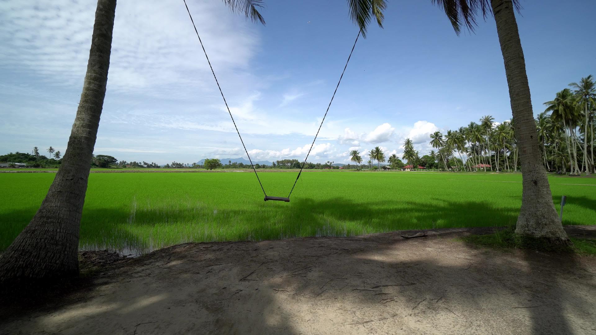 摇摆椰子种植园视频的预览图
