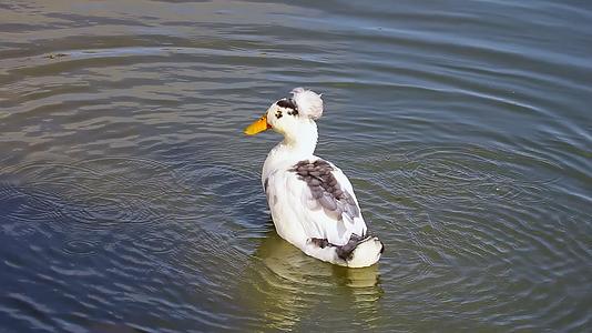 湖里一只漂亮的鸭子洗干净了视频的预览图