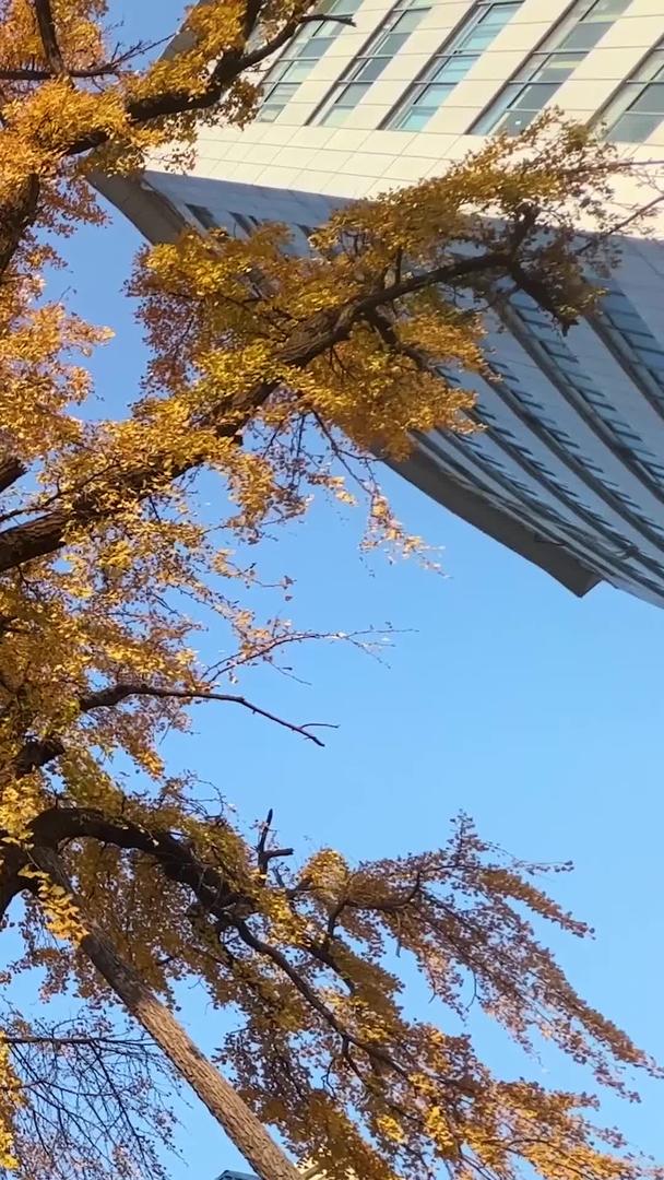秋秋金黄色银杏树蓝天素材蓝天素材视频的预览图