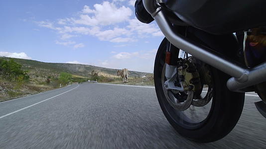 在自然道路上骑着摩托车穿过一头牛视频的预览图