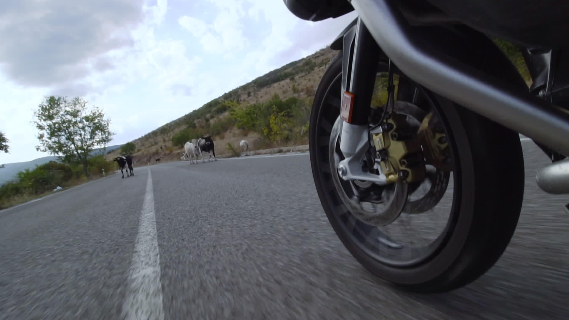 在一条自然道路上骑着摩托车穿过一群牛视频的预览图