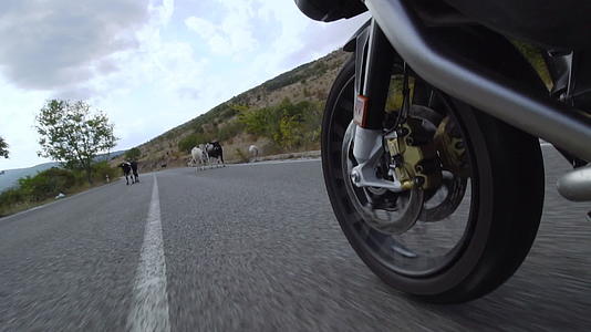在一条自然道路上骑着摩托车穿过一群牛视频的预览图