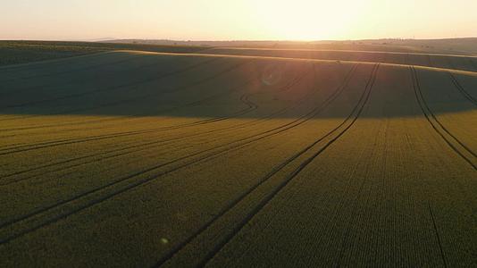 空中无人驾驶飞机在日出时看到小麦作物的滚动山丘视频的预览图