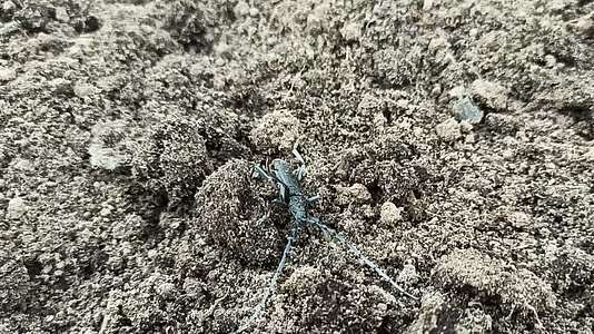 山羊甲虫在土壤上爬行又大又长又小视频的预览图