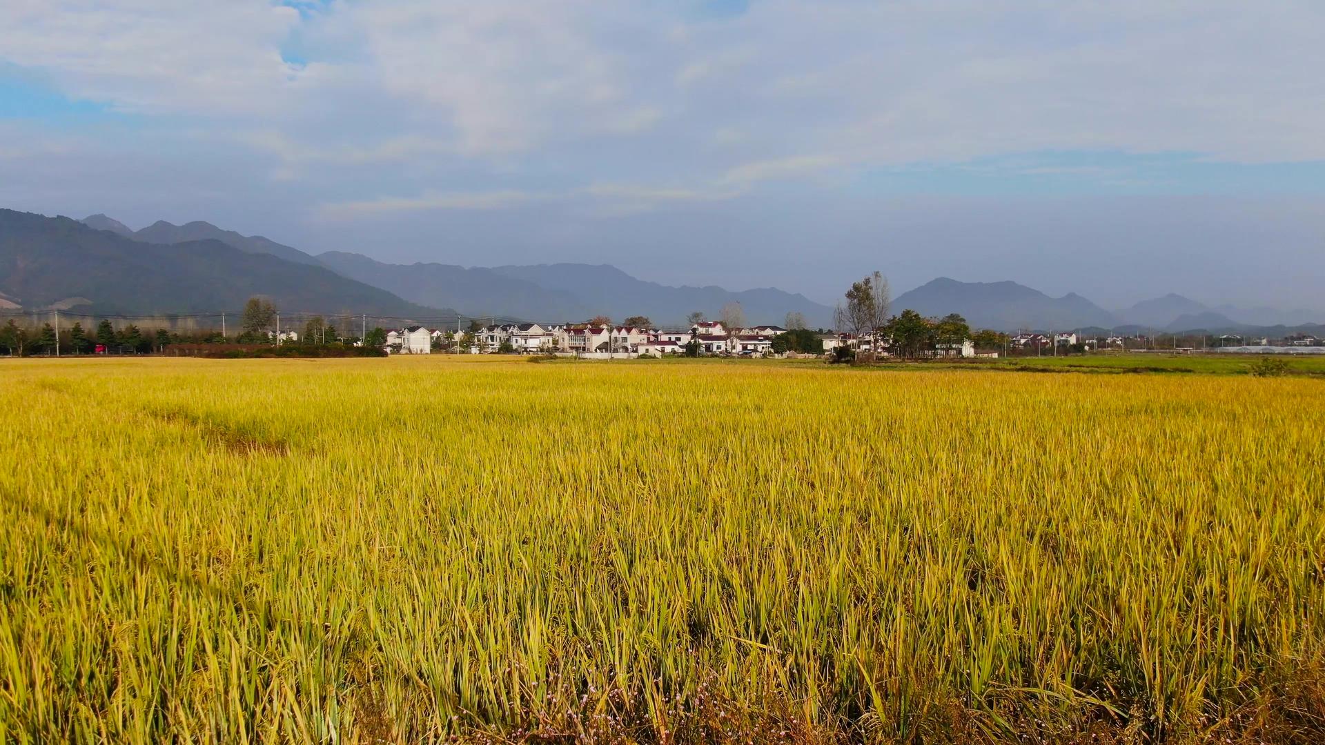 航拍安徽皖南乡村金色晚稻田视频视频的预览图