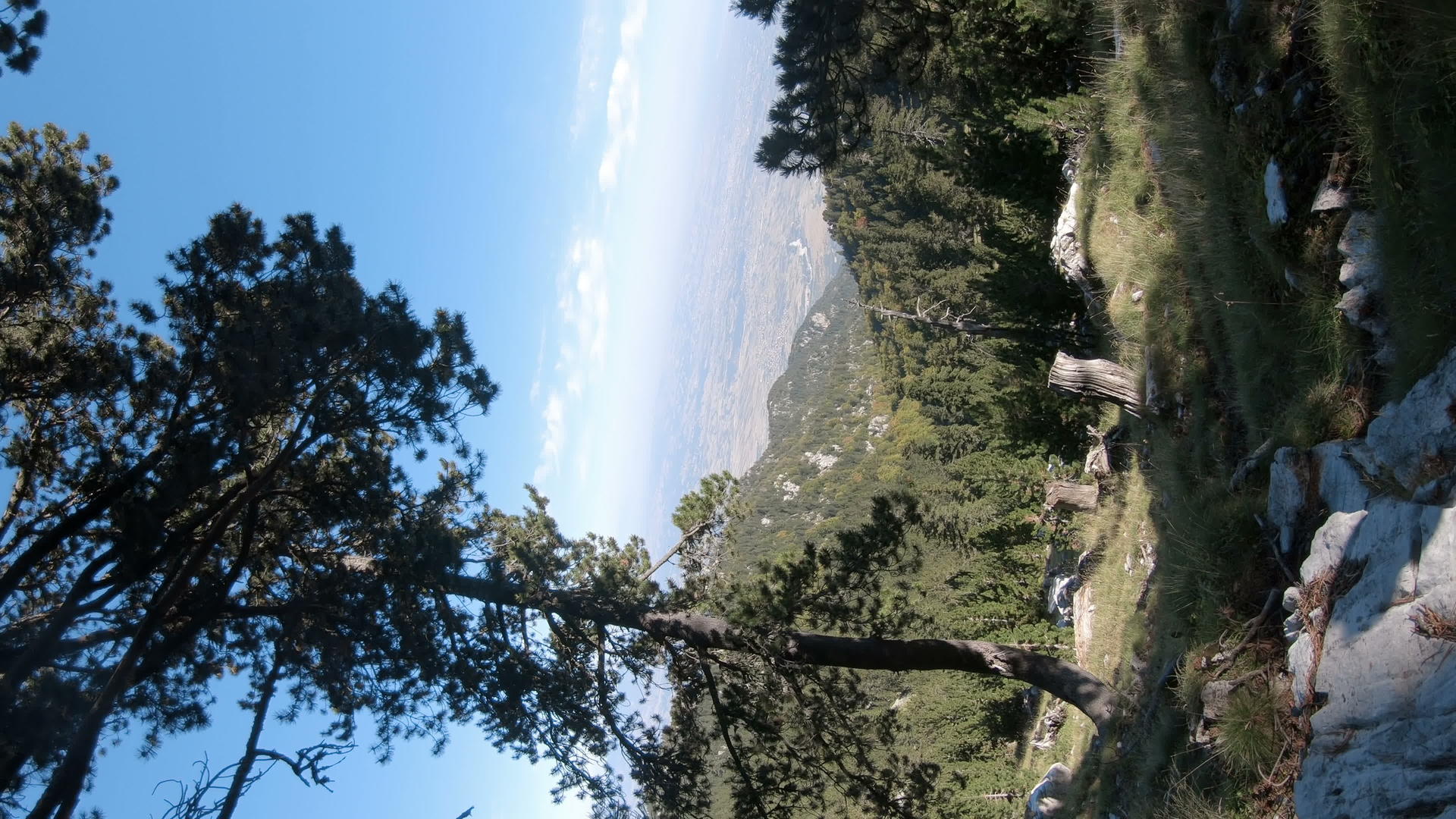 从Olympus山上巨大的松树垂直方向的泛光观察视频的预览图
