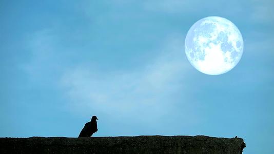 满月收获云和鸽子在屋顶之夜的天顶上移动视频的预览图