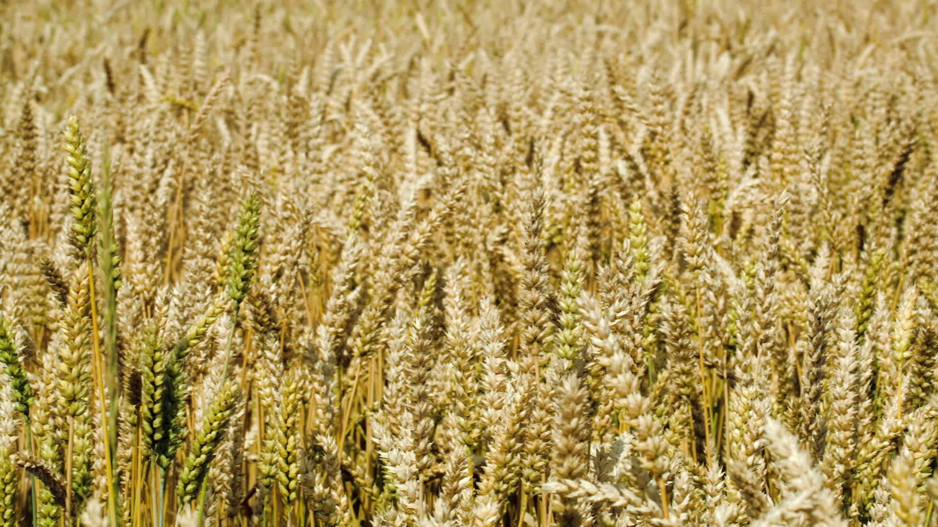 小麦在风中缓慢摇晃视频的预览图