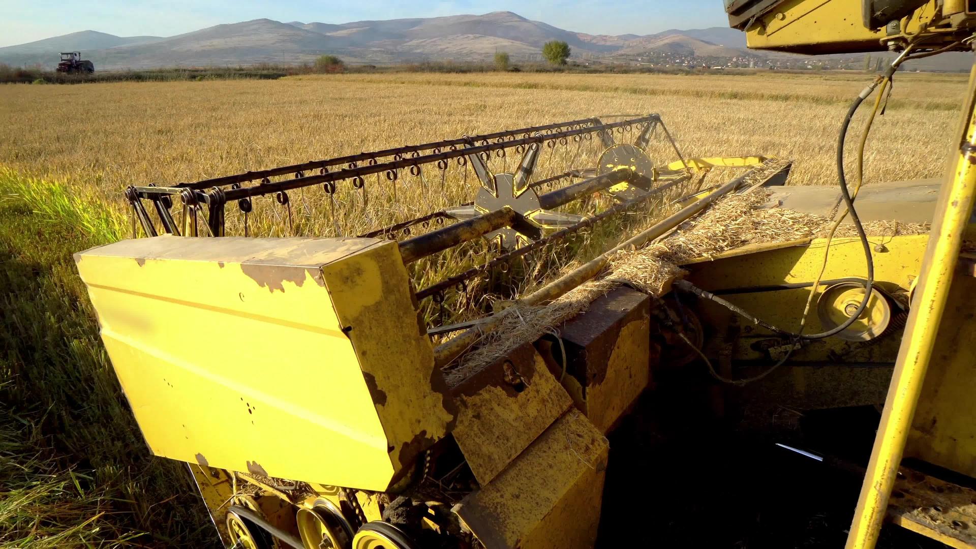 收集大米小麦收成视频的预览图
