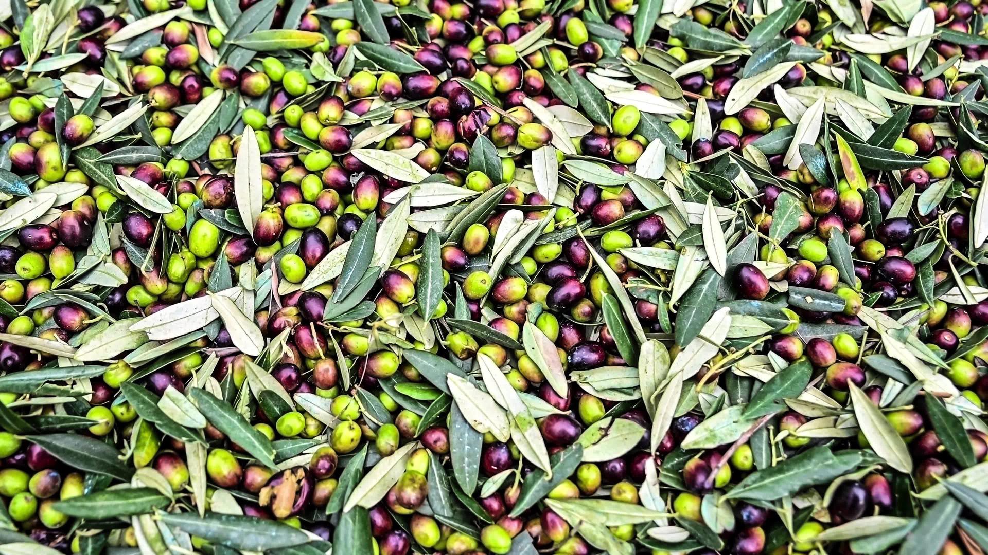 新鲜收获的橄榄含有叶片残留物视频的预览图