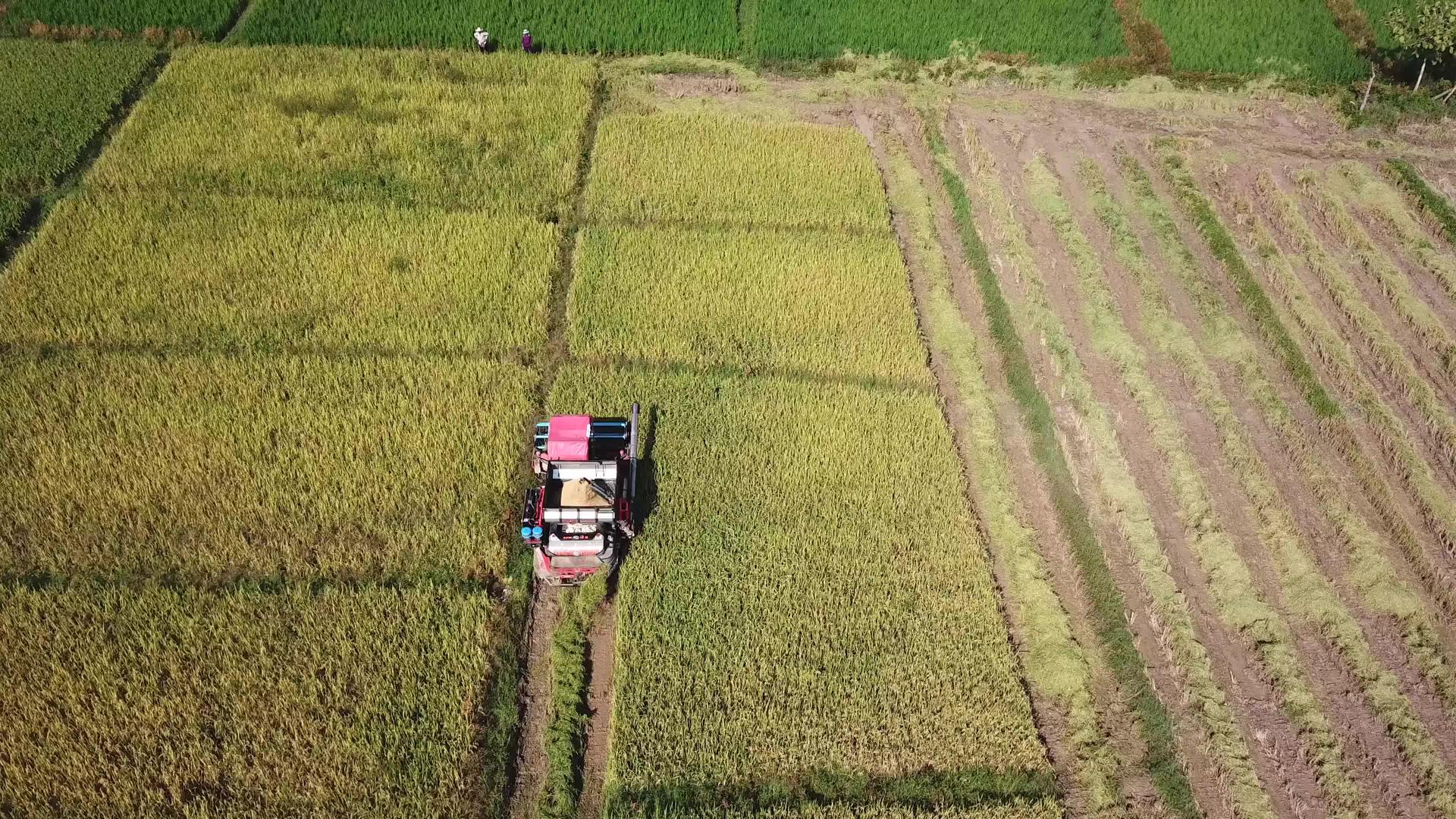 收割机在农田里工作视频的预览图
