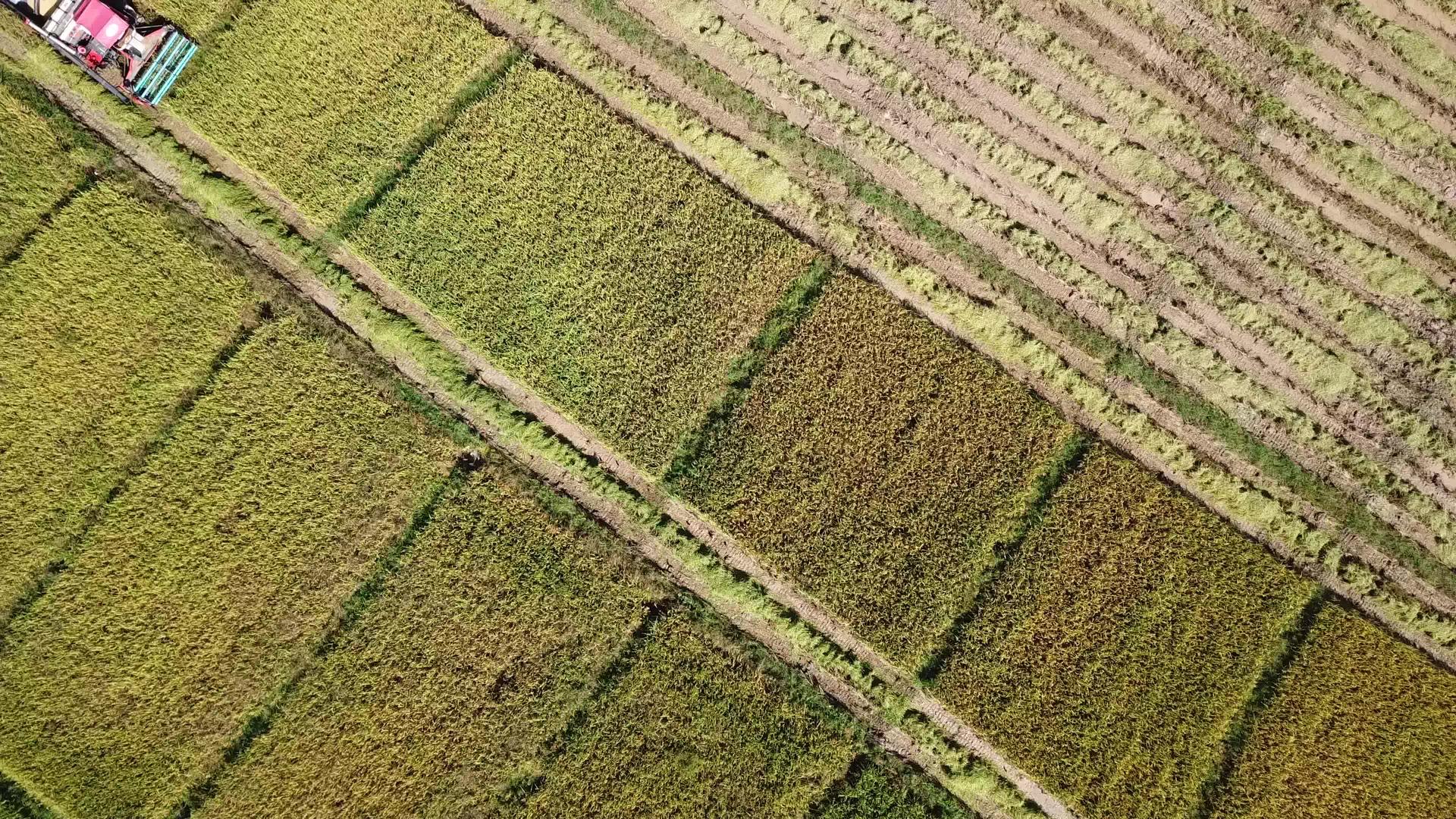 综合收割机在农田空中瞄准镜头上工作视频的预览图