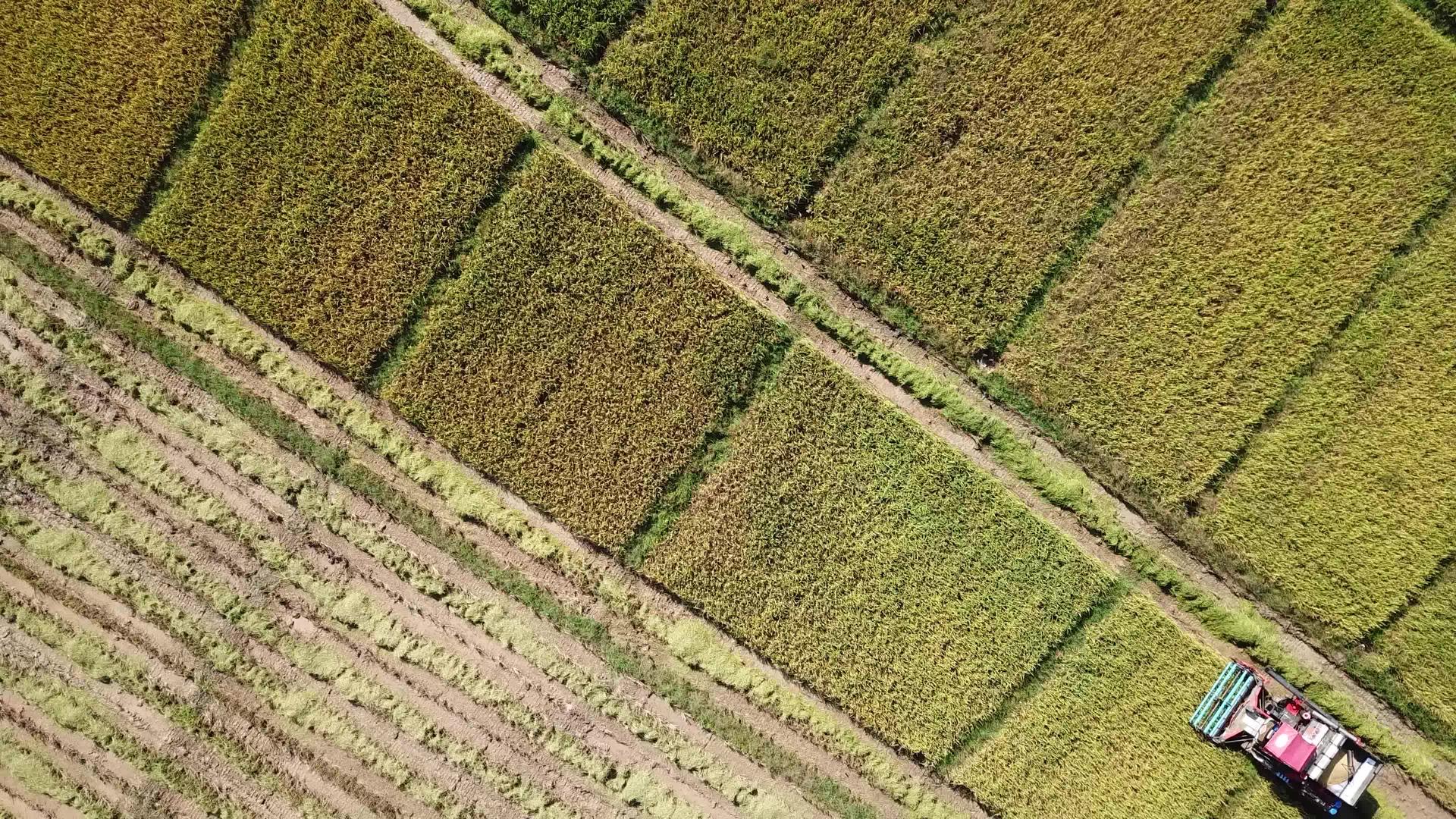 综合收割机在农田空中瞄准镜头上工作视频的预览图