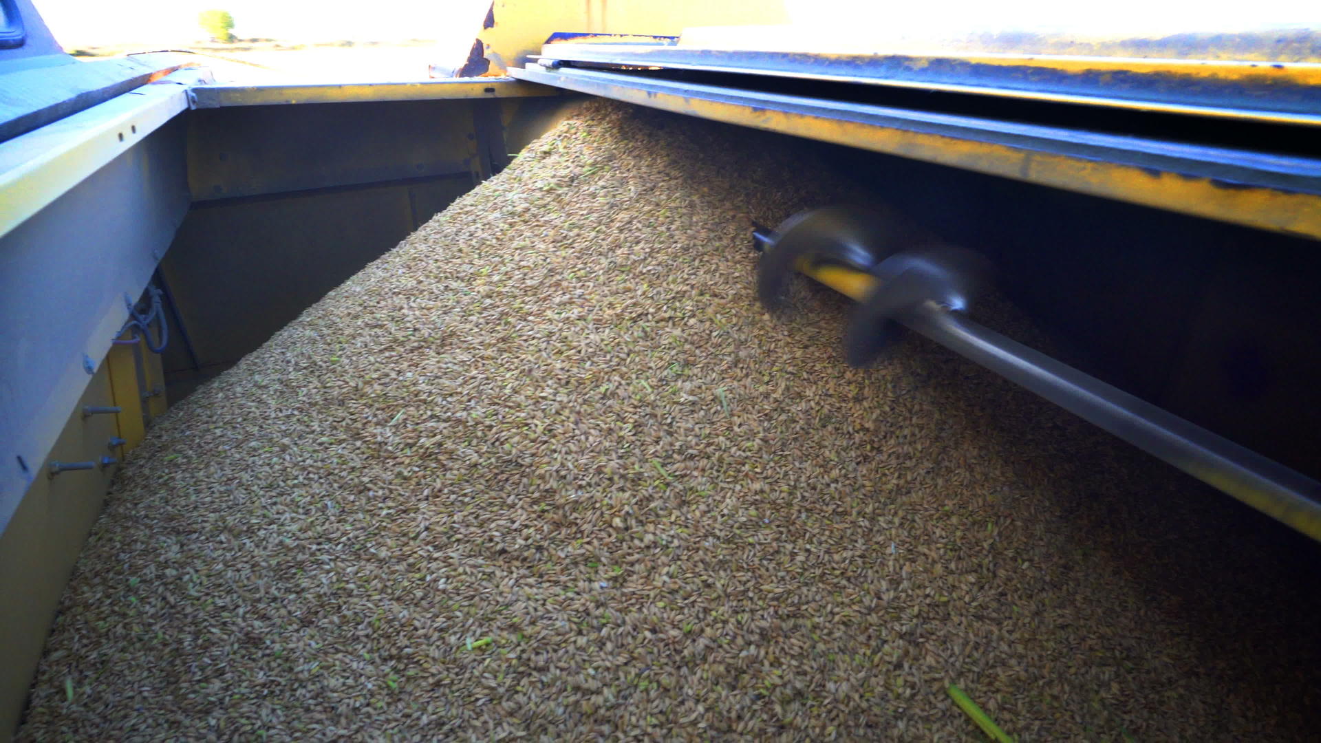 小麦收割作物关闭并倒入联合收割机收集单位视频的预览图
