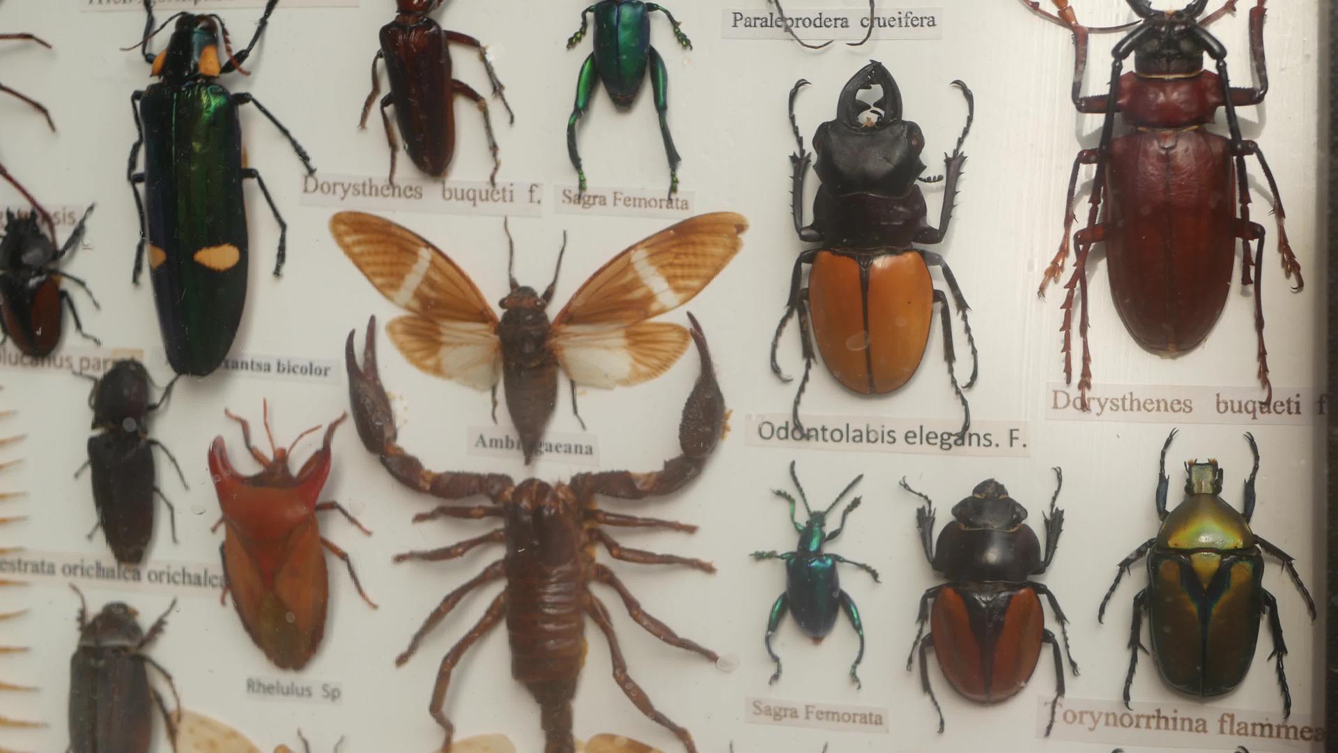 不同昆虫的集合固定在画布上视频的预览图