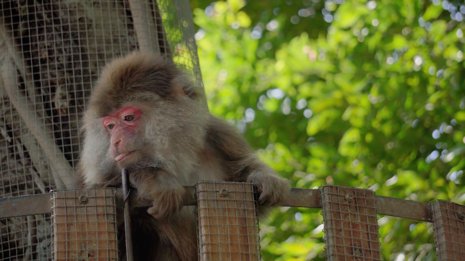 4K实拍动物猴子视频素材视频的预览图