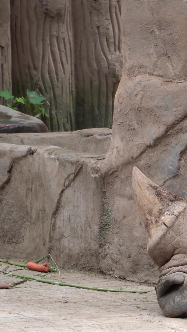 犀牛在地上打盹视频的预览图