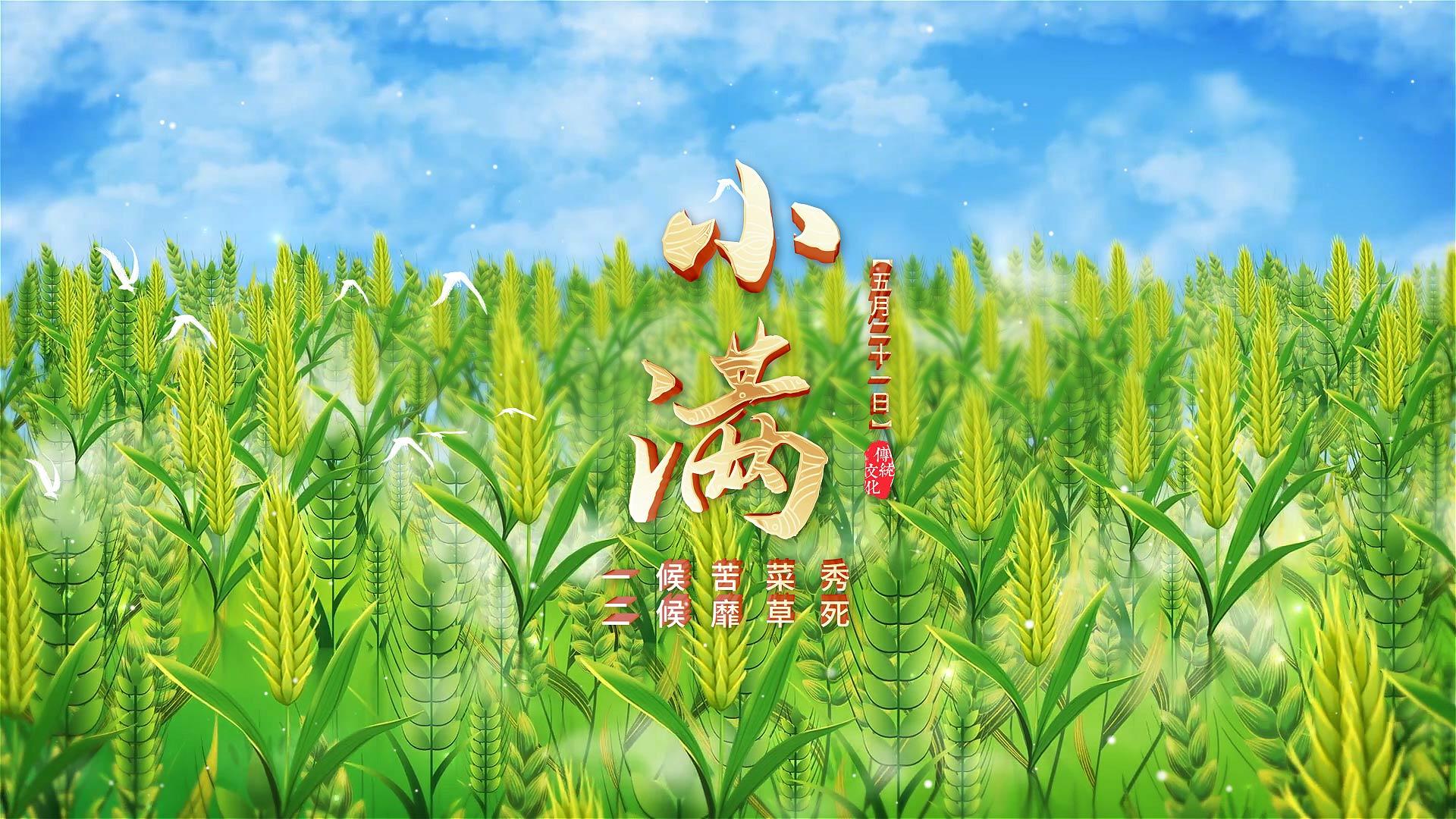 二十四节气小满动画片头展示AE模版视频的预览图