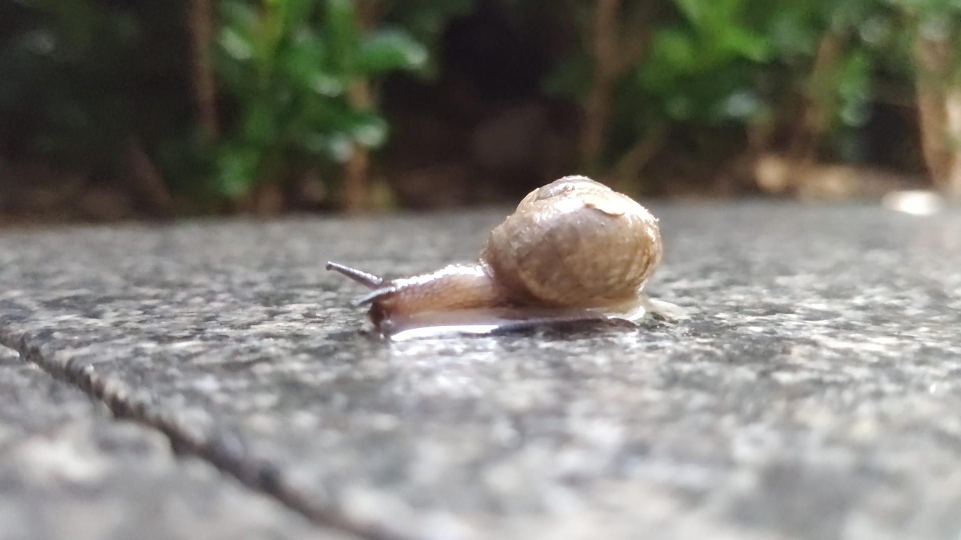微距拍摄爬行的蜗牛视频的预览图