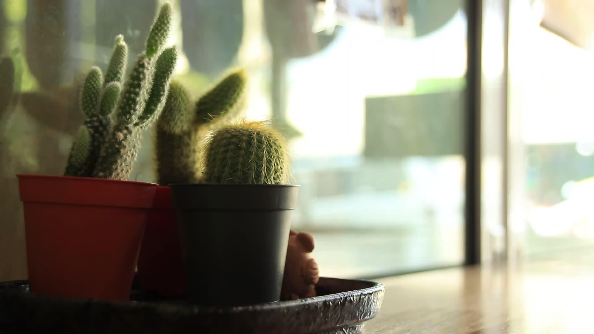 小锅里的仙人掌被用作室内植物视频的预览图