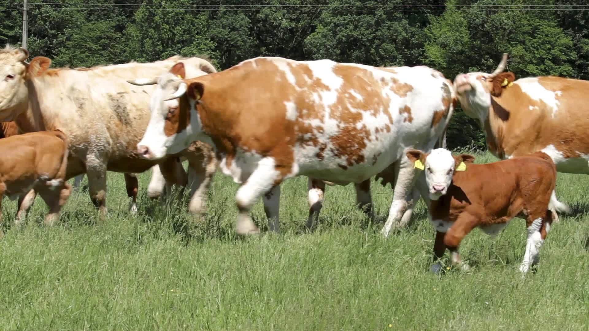 牛群聚集视频的预览图