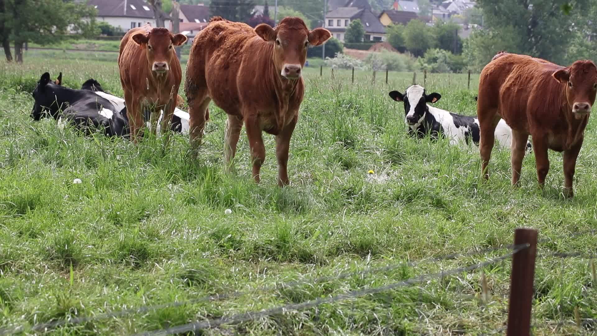 牧中的牛群视频的预览图