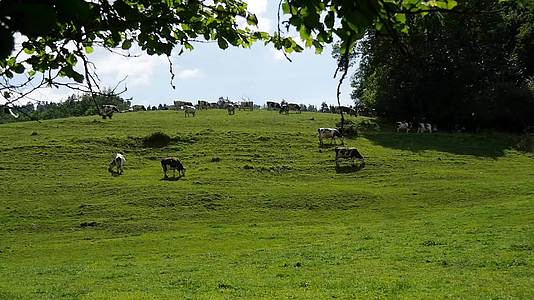 牛群在山上的草原上放牧视频的预览图