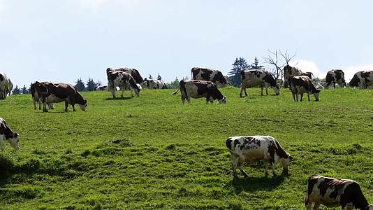 牛群在山上的草原上放牧视频的预览图